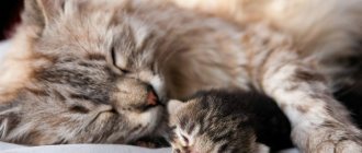 What can cause premature birth in a cat?