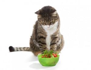 Овощи кошкам - какие можно давать а какие нельзя