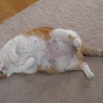 ожирение у кошек