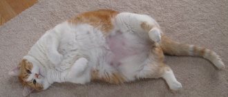 ожирение у кошек