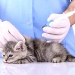 Pancreatitis in cats