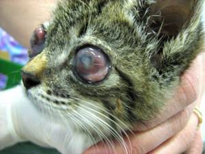 Панофтальмит является распространенным заболеванием, при котором необходимо удаление глаза кошки