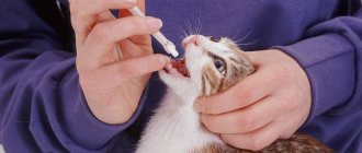 Паразиты человекаПиперазин инструкция по применению для животных собак