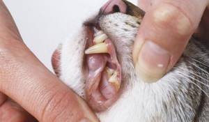 пародонтоз у кошек лечение