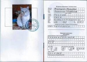 Паспорт кошки