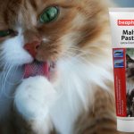 Pastes for removing hair from the stomach of cats