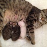 pathologies during cat pregnancy