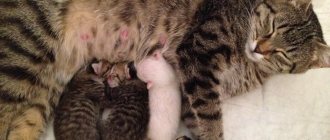 патологии при беременности кошки