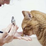 Печально, но с диагностикой болезни на раннем этапе её развития довольно непросто, а пропущенное время означает гибель значительной части ткани почек