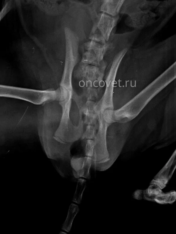 Перелом таза у кошки (перелом лонной кости и крестцово-подвздошного сочленения)