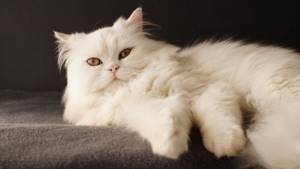 Персидские коты легче переносят кастрацию за счет особенностей организма