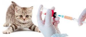 первые прививки британским котятам