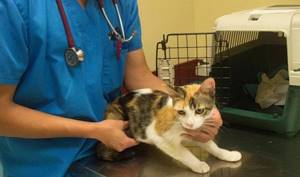 Пиометра матки у кошек: диагностика