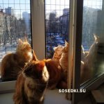 питомник мейн кунов в москве и московской области