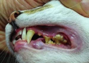 Плохие зубы кошки - причина запаха из пасти.jpg