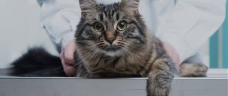 Pros and cons of sterilization