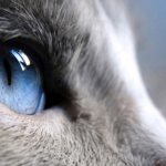 По отношению к телу глаза котов больше человеческих