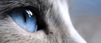 In relation to the body, cats' eyes are larger than human eyes.