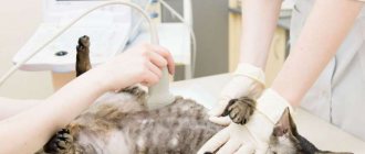 Почечная недостаточность кошек