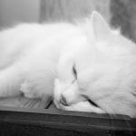 Почему и куда кошки уходят умирать перед смертью читайте статью