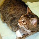 Why does a cat limp on its front leg?