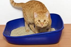 Почему кошка не ходит в туалет — Советы по содержанию кошек