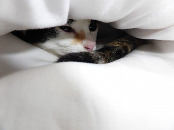 Почему кошка прячется под одеяло. 7 причин