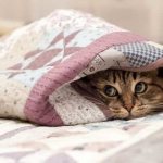 Why does a cat hide under a blanket? read the article