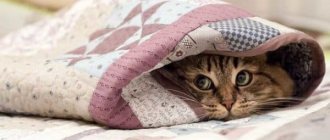 Почему кошка прячется под одеяло читайте статью