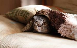 Почему кошка прячется под одеяло. Топ 7 причин