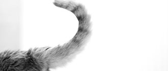 Почему кошки дергают и виляют хвостом – как определить настроение питомца