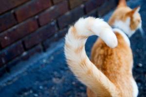 Почему кошки дергают и виляют хвостом – как определить настроение питомца