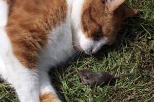 Почему кошки едят мышей?