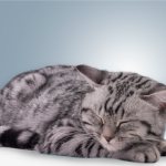 Почему кошки лезут в кровать к человеку, спят с людьми?