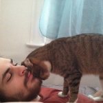 Почему кошки любят «бодаться» и тереться головой