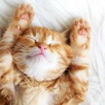 Почему кошки мурлыкают: механизм урчания и причины