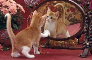 Почему кошки не смотрят в зеркало