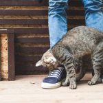 Почему кошки трутся об ноги: 5 причин