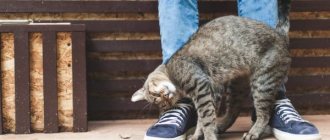 Почему кошки трутся об ноги: 5 причин