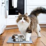 Почему кошки закапывают еду, что это значит, как отучить загребать миску с кормом