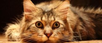Why does a cat mark doors?