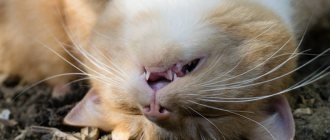 Почему кот прячет нос