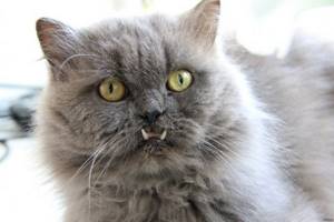 Почему кот скрипит зубами. Почему кошка скрипит зубами: причины физические и психологические