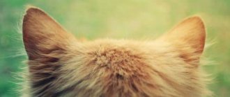 Почему коту нельзя мочить уши читайте статью