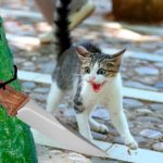 why are cats afraid of cucumbers