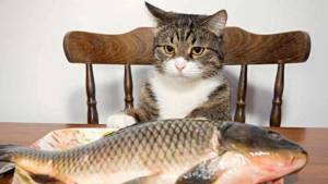 почему нельзя давать коту рыбу