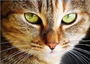 почему опух глаз у кошки