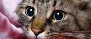 Почему постоянно расширены зрачки у кошки причины частое дыхание