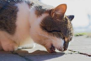 Почему появляется непроходимость кишечника у кошек
