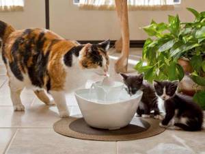 почему шотландский котенок не пьет воду